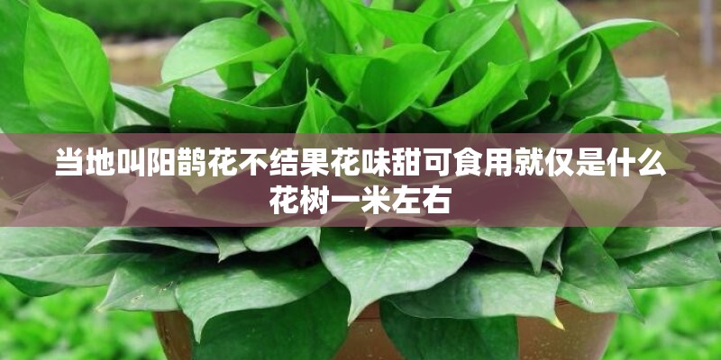 当地叫阳鹊花不结果花味甜可食用就仅是什么花树一米左右