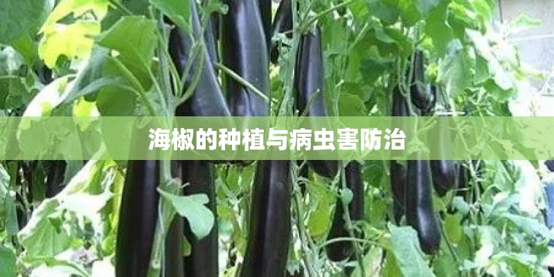 海椒的种植与病虫害防治