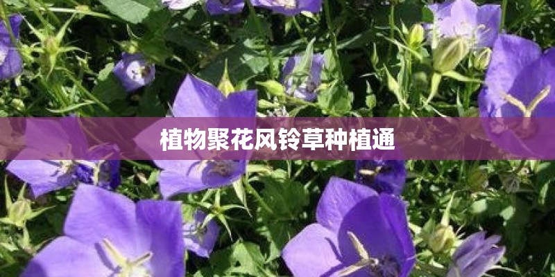 植物聚花风铃草种植通