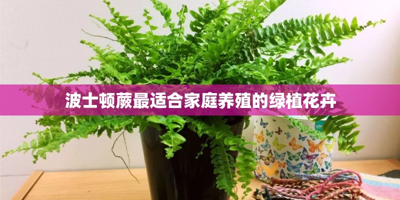 波士顿蕨最适合家庭养殖的绿植花卉