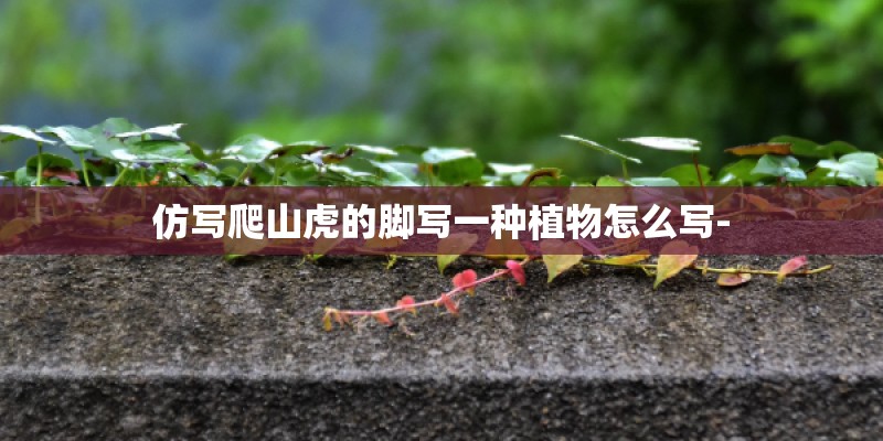 仿写爬山虎的脚写一种植物怎么写-