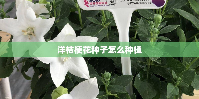 洋桔梗花种子怎么种植