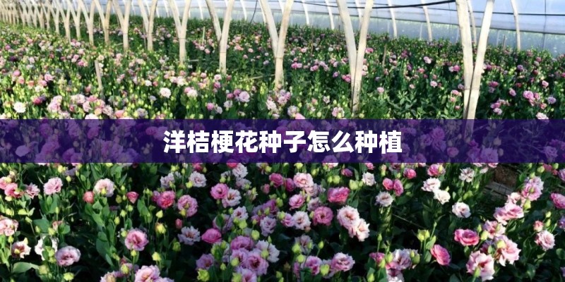 洋桔梗花种子怎么种植