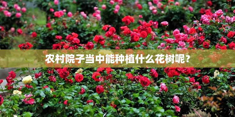农村院子当中能种植什么花树呢？