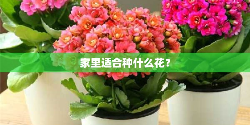 家里适合种什么花？