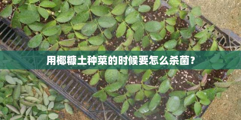 用椰糠土种菜的时候要怎么杀菌？