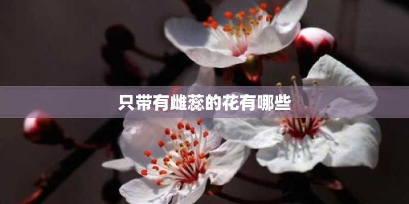 只带有雌蕊的花有哪些
