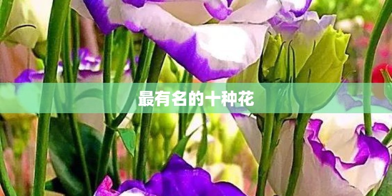 植物妈妈有办法仿写一段话