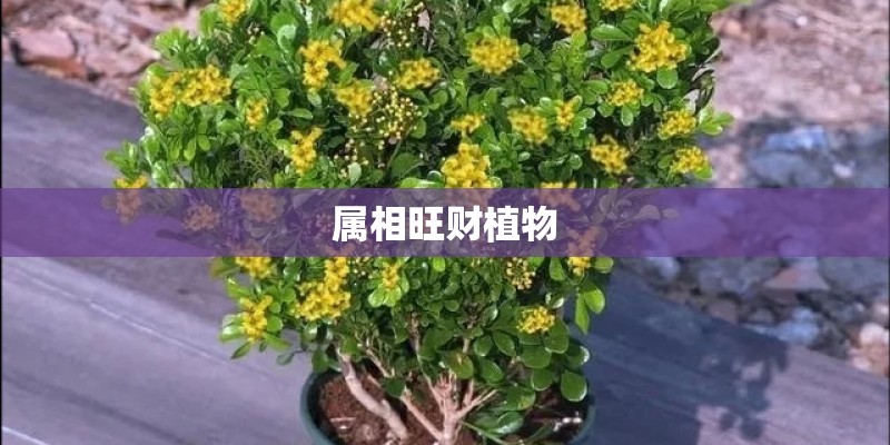 属相旺财植物