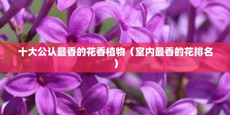 十大公认最香的花香植物（室内最香的花排名）