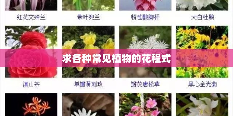 求各种常见植物的花程式