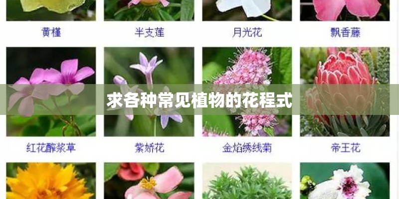 牡丹适合什么样的土壤生长？