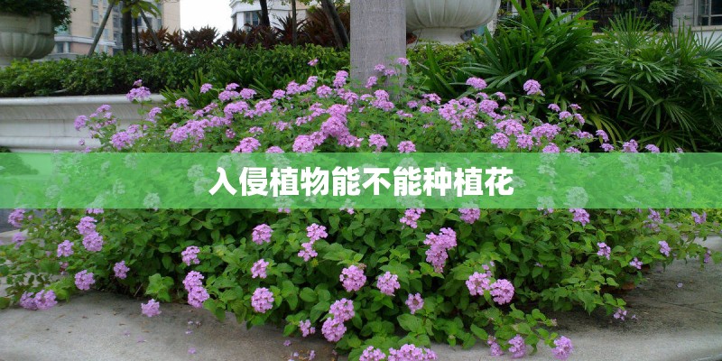 牡丹适合什么样的土壤生长？