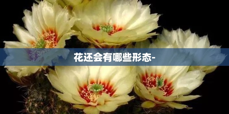 花还会有哪些形态-