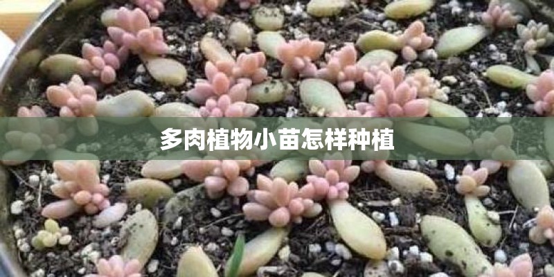 多肉植物小苗怎样种植