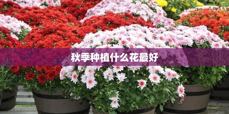 室内石榴树盆栽怎么养