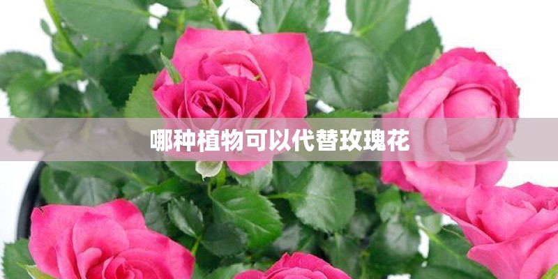 哪种植物可以代替玫瑰花 哪种植物可以代替玫瑰花