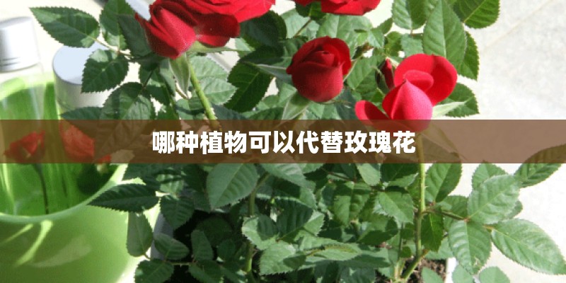 哪种植物可以代替玫瑰花 哪种植物可以代替玫瑰花