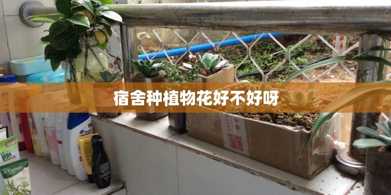 宿舍种植物花好不好呀