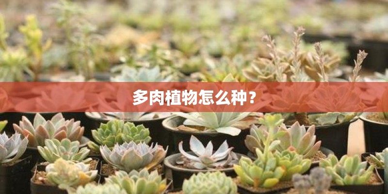 多肉植物怎么种？