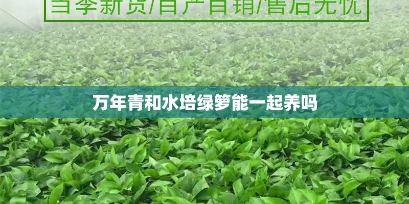 万年青和水培绿箩能一起养吗 万年青和水培绿箩能一起养吗