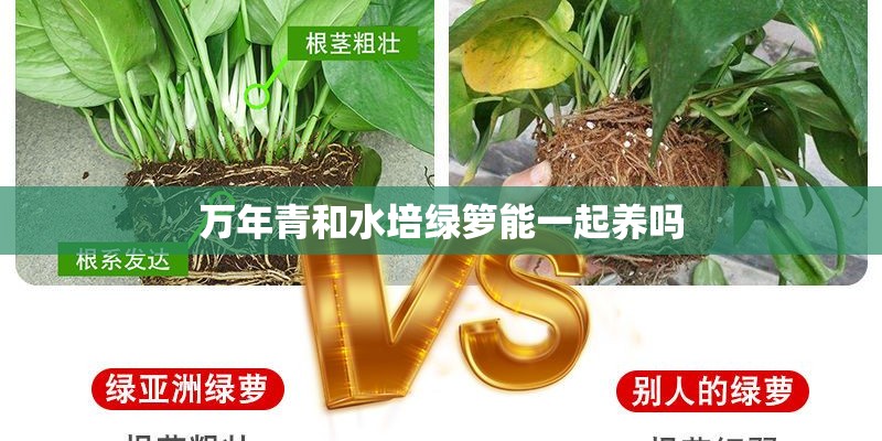 万年青和水培绿箩能一起养吗 万年青和水培绿箩能一起养吗