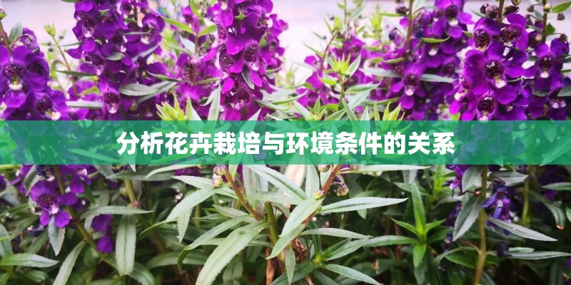 分析花卉栽培与环境条件的关系