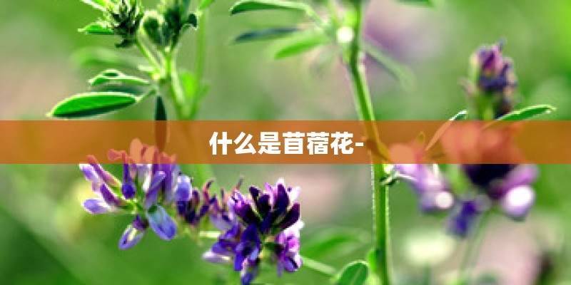 什么是苜蓿花-