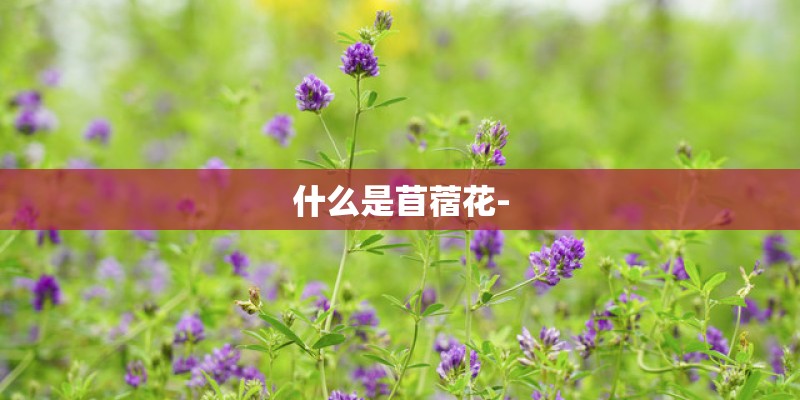 什么是苜蓿花- 什么是苜蓿花-