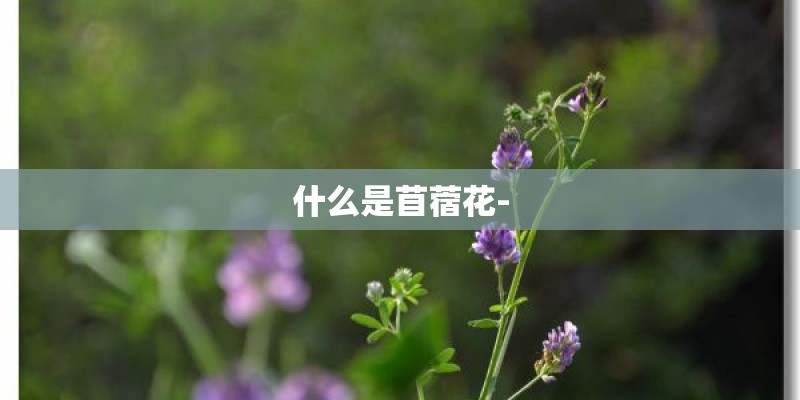 什么是苜蓿花- 什么是苜蓿花-
