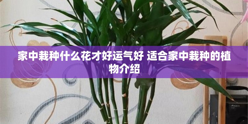 家中栽种什么花才好运气好 适合家中栽种的植物介绍