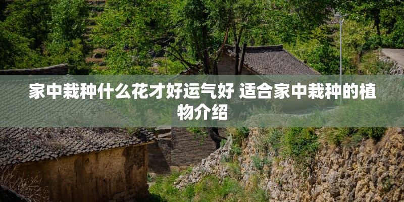 家中栽种什么花才好运气好 适合家中栽种的植物介绍