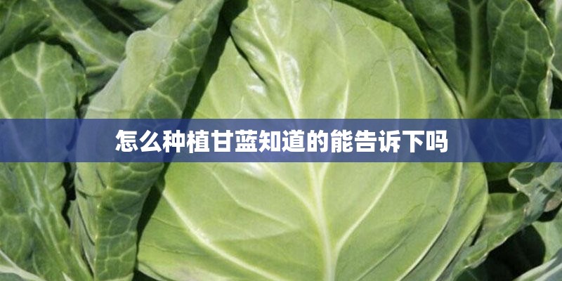 怎么种植甘蓝知道的能告诉下吗