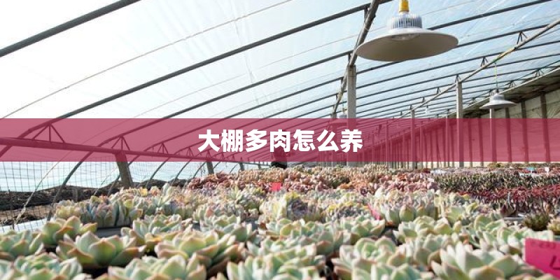 大棚多肉怎么养