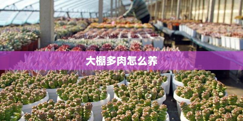 大棚多肉怎么养 大棚多肉怎么养