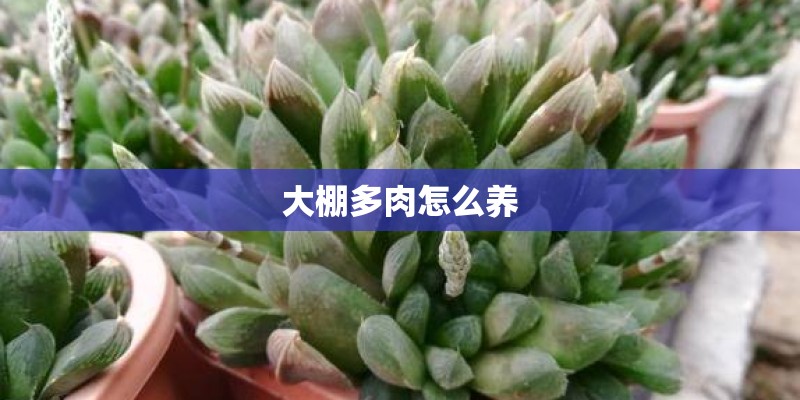 大棚多肉怎么养 大棚多肉怎么养