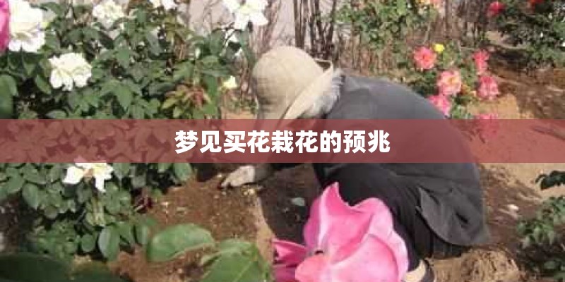 梦见买花栽花的预兆