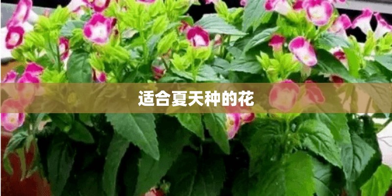 适合夏天种的花