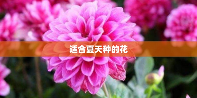 适合夏天种的花