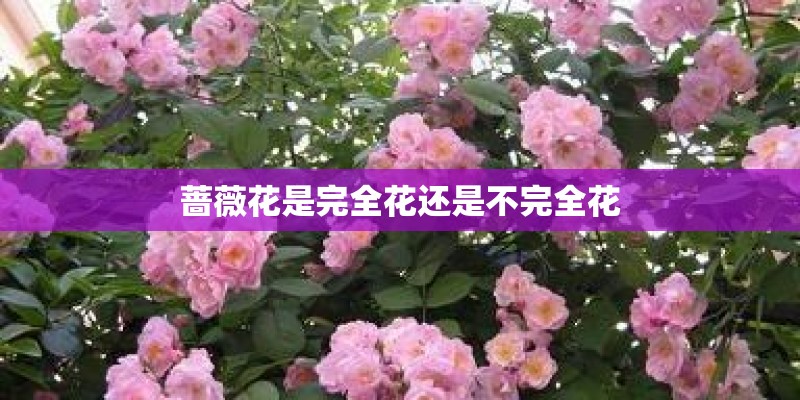 蔷薇花是完全花还是不完全花