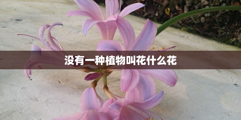 没有一种植物叫花什么花