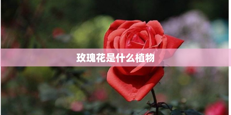 玫瑰花是什么植物