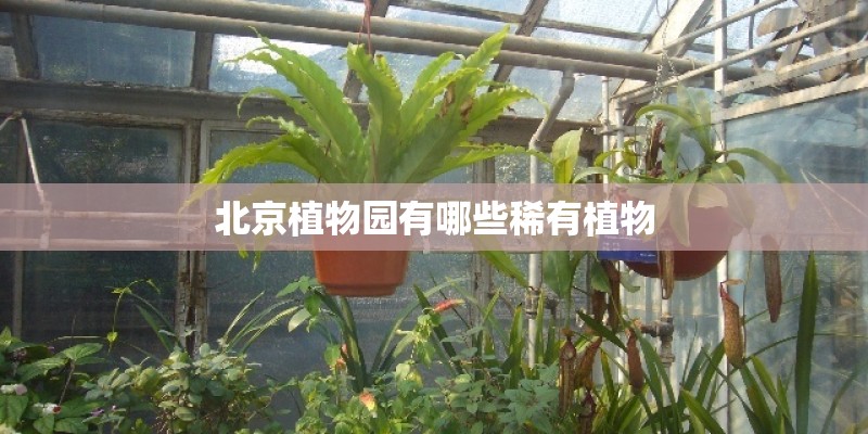 梦见种植物是什么预兆-