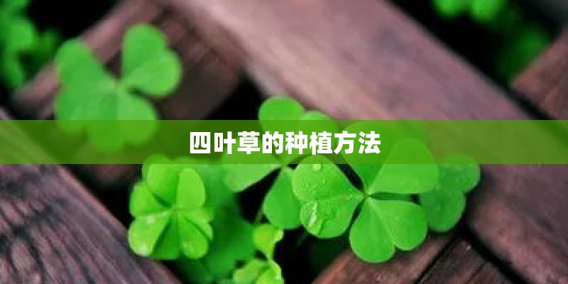 四叶草的种植方法