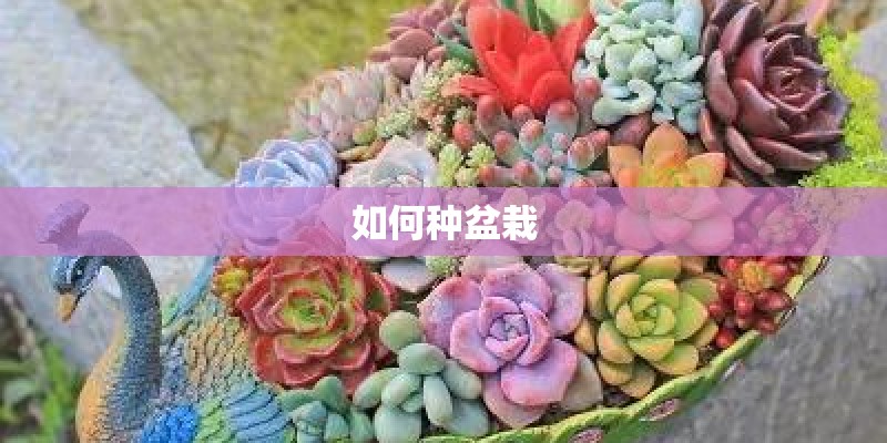 如何种盆栽