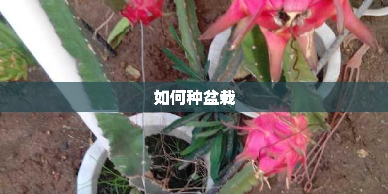 如何种盆栽