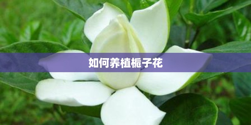 如何养植栀子花