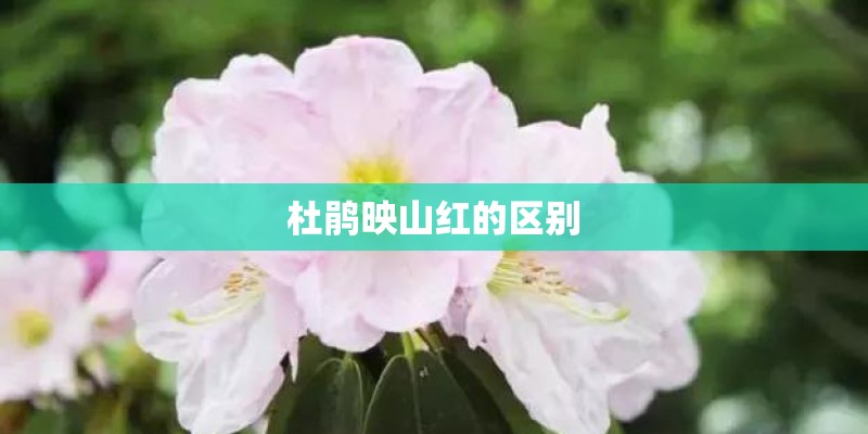 杜鹃映山红的区别