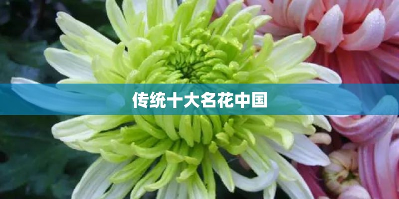 传统十大名花中国