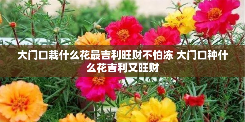 大门口栽什么花最吉利旺财不怕冻 大门口种什么花吉利又旺财